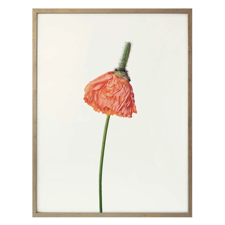 Poster Die rote Blüte 01 