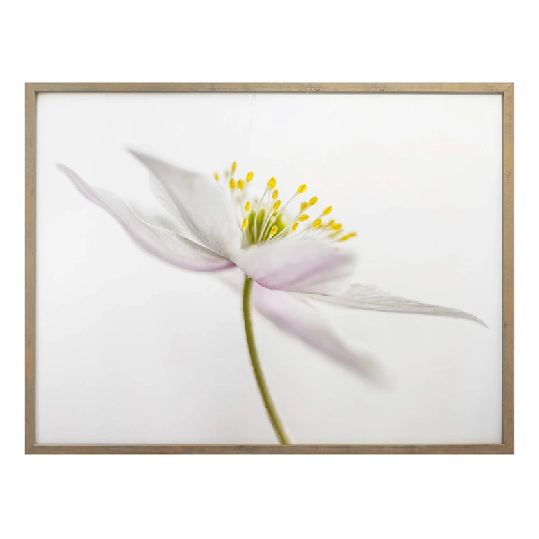 Poster Disher - Nemorosa 