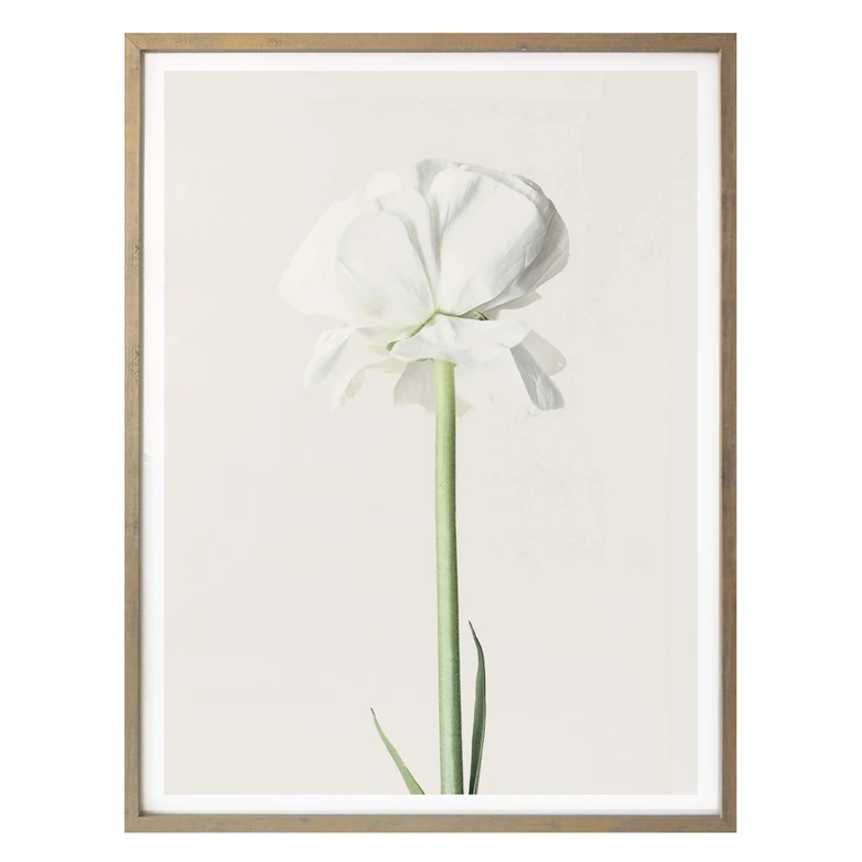 Plakat - Ranunkel 03 