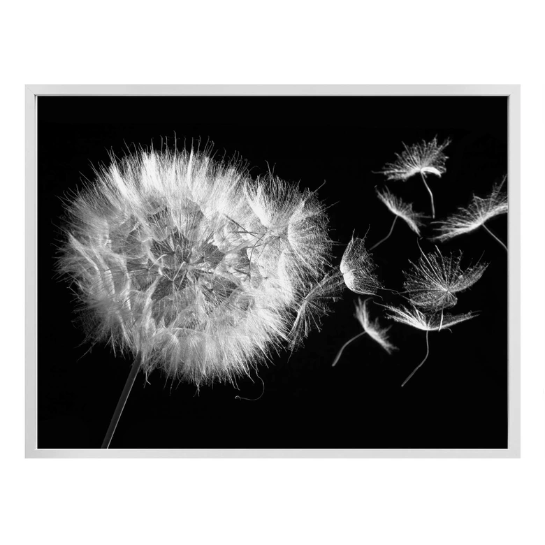 Poster Pusteblume 