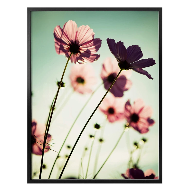 Poster Rosa Kosmeen 