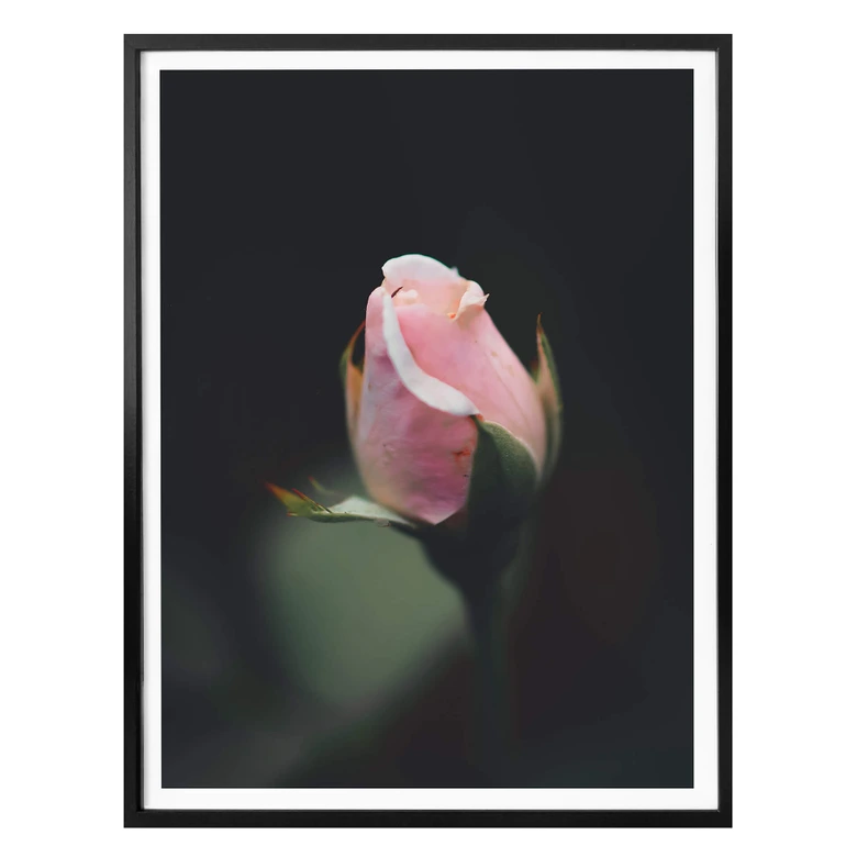 Poster Rosa Blüte einer Rose 