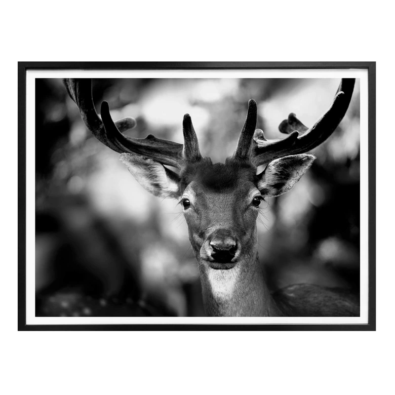 Poster Sandra - Jeune cerf 