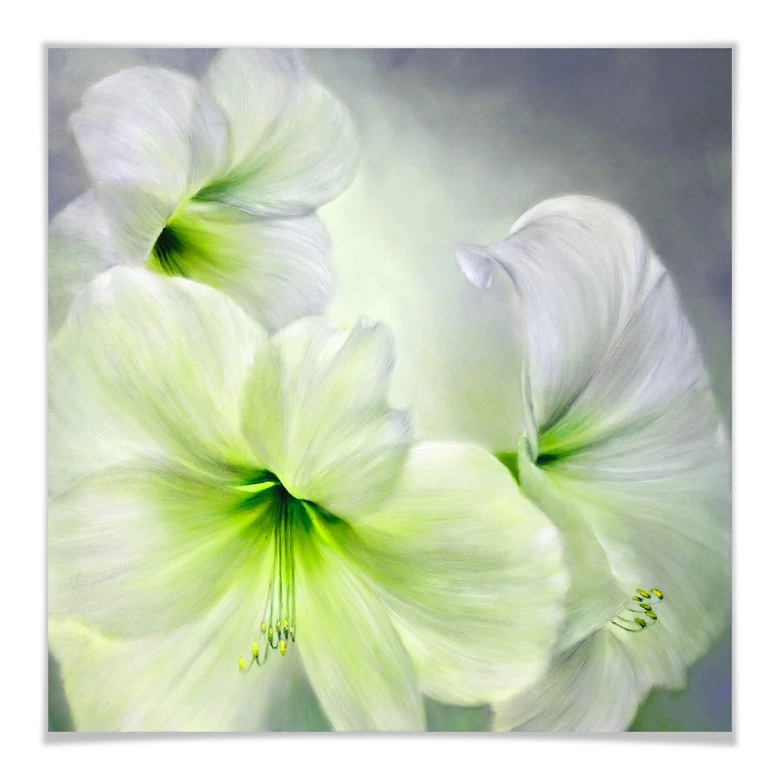 Poster Schmucker - Weiße Amaryllis 