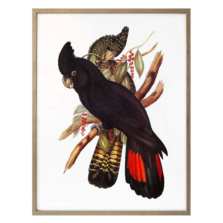 Plakat z czarnym kakadu 