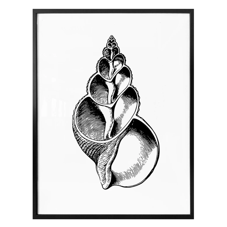 Poster Seashell 01 