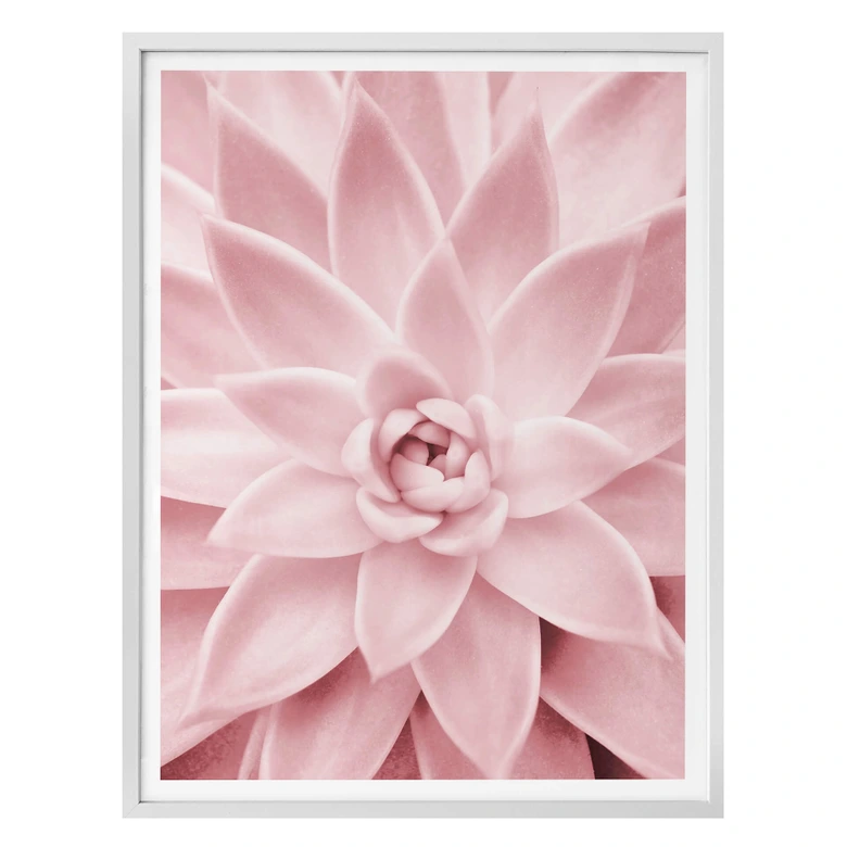 Poster Sisi & Seb - Rosa Sukkulente 