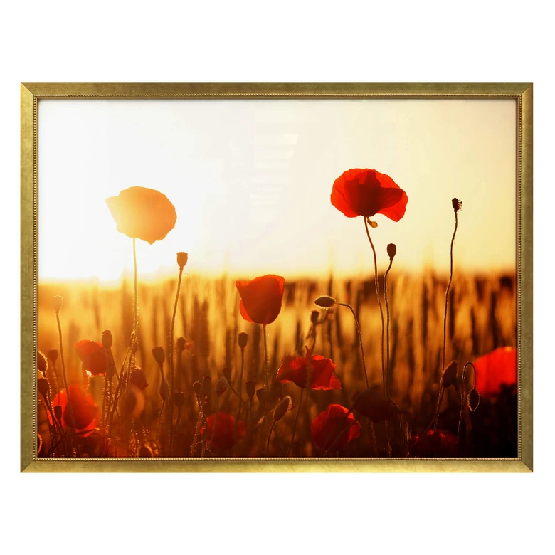 Poster Sonnenflut im Mohnfeld 