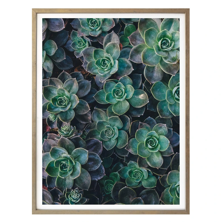 Poster Succulents 