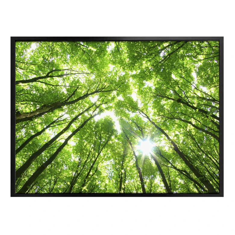 Poster Sunny Forest 2 