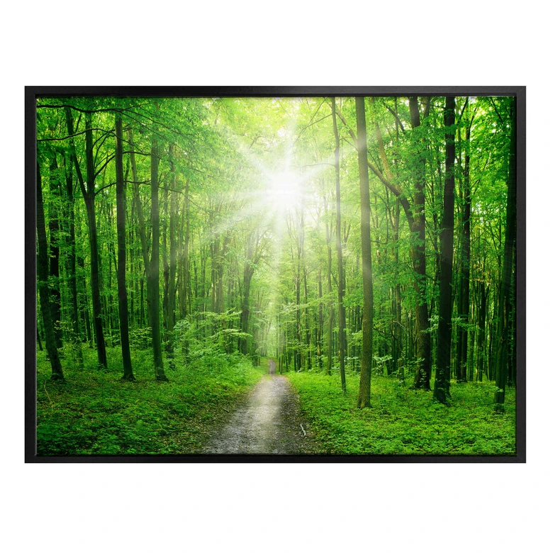 Poster Sunny Forest 