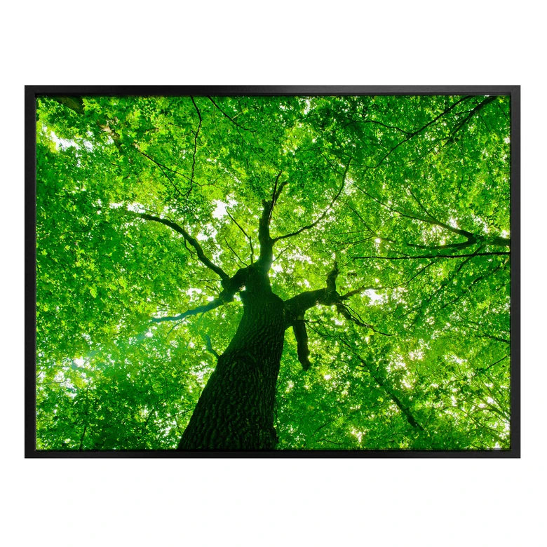 Poster Under the Trees 
