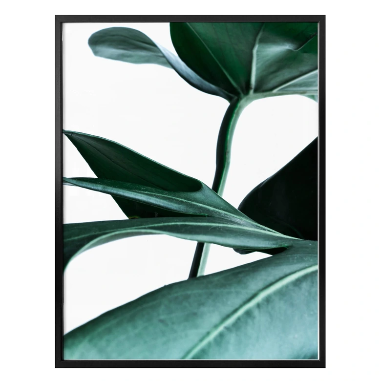 Poster - Urban Jungle - Monstera Deliciosa 