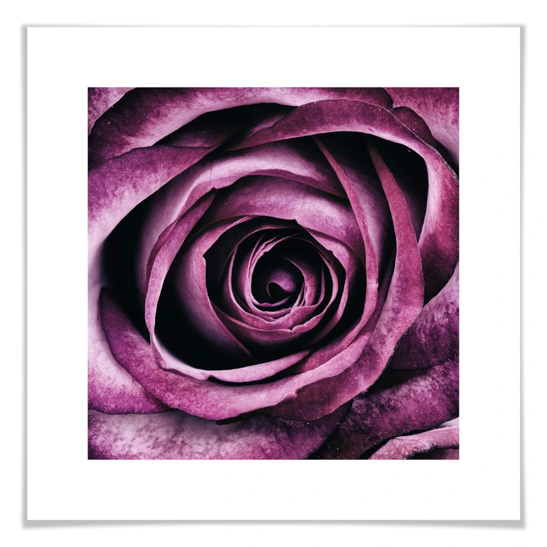 Poster Violet Rose 