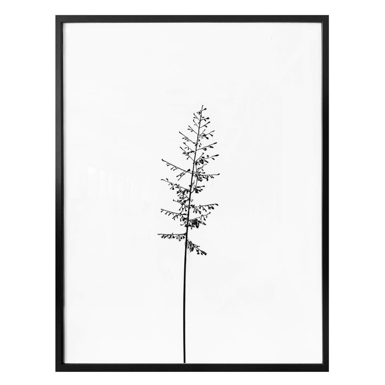 Poster Wiesengräser 