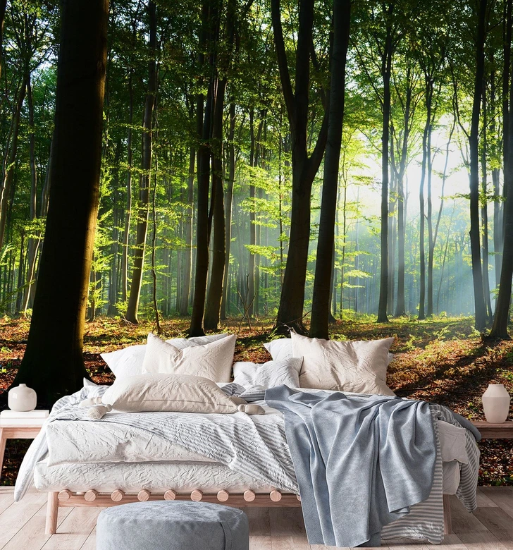 Fototapete, Wald Baume Sonne Natur Landschaft 