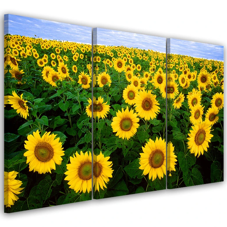 3-delige canvas print, Zonnebloemen Weide 