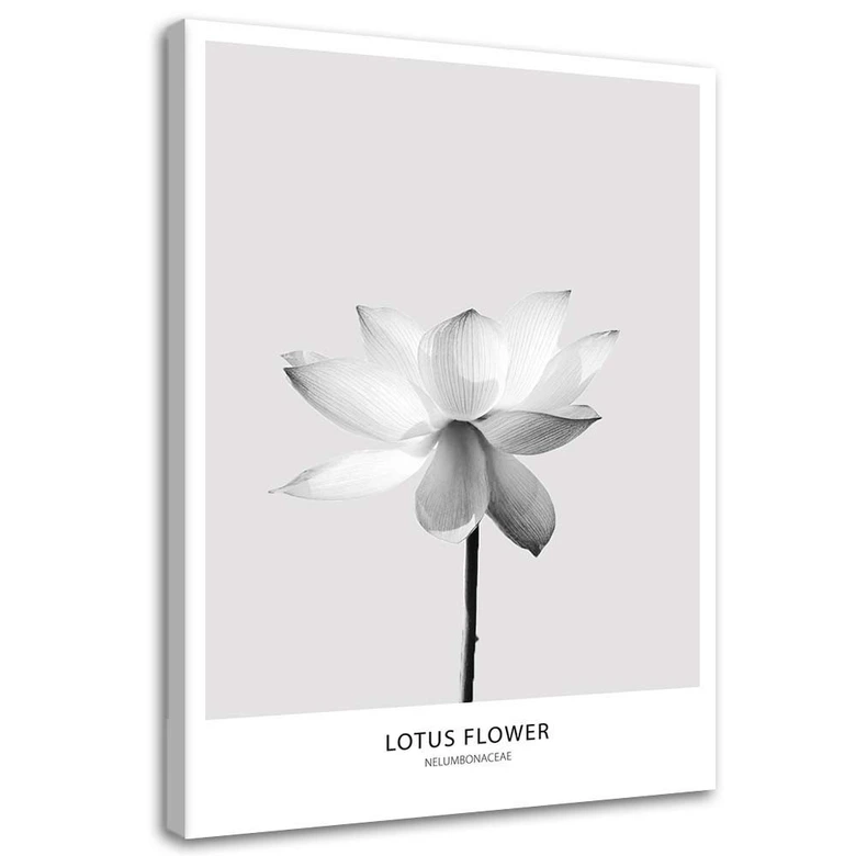 Canvasbillede, Hvid lotusblomst 