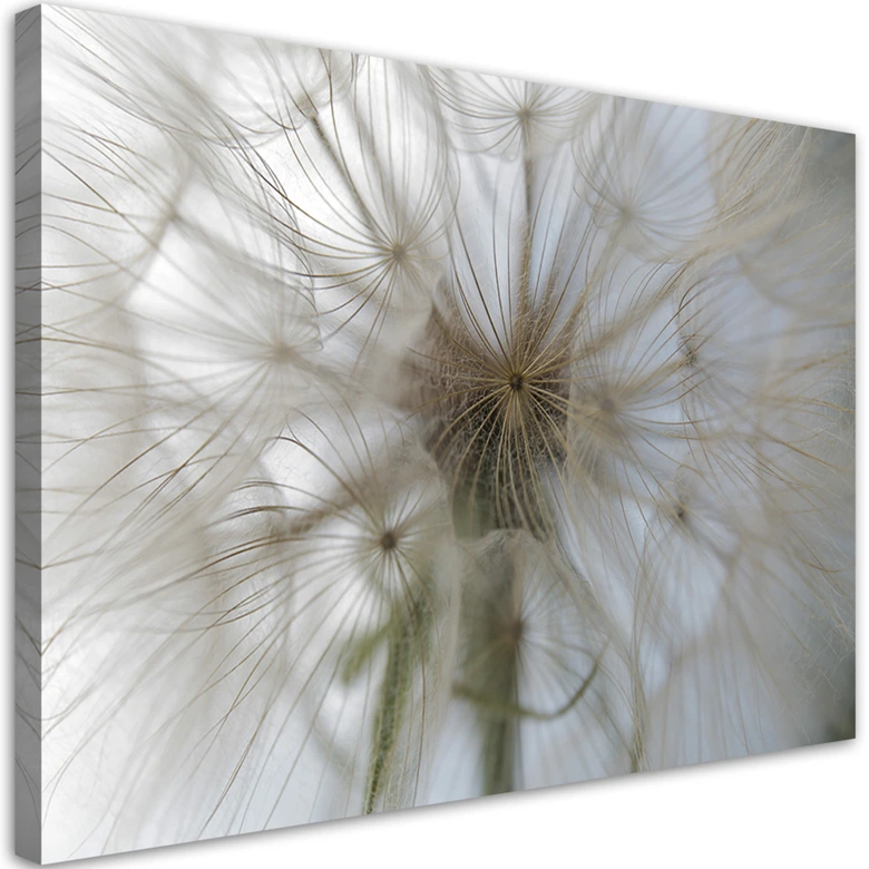 Leinwandbild, Pusteblume Pflanzen Natur 