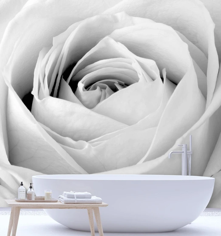 Fototapete, Weiße Rose Blumen 