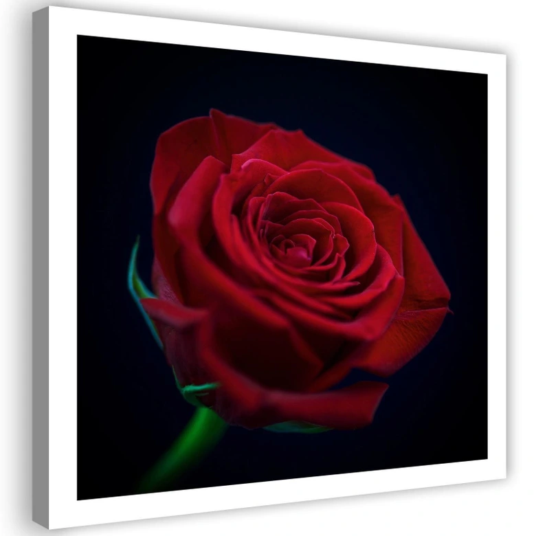 Leinwandbild, Rote Rose in der Dunkelheit 