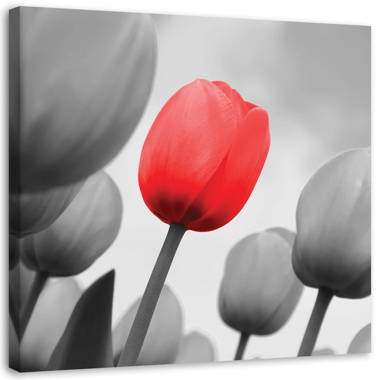 Leinwandbild, Rote Tulpe in Grau 