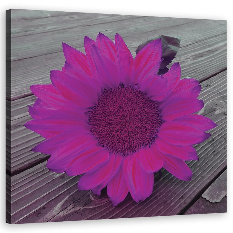 Leinwandbild, Rosa Sonnenblume 