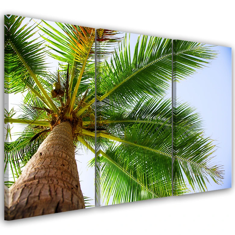 Leinwandbild 3-teilig, Tropische Palme  