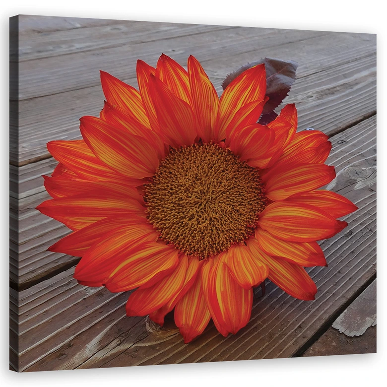 Leinwandbild, Orangefarbene Sonnenblume 