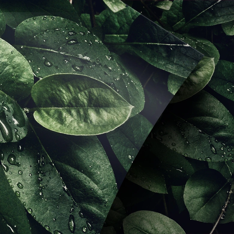 Vinilo adhesivo muebles Hojas verdes 