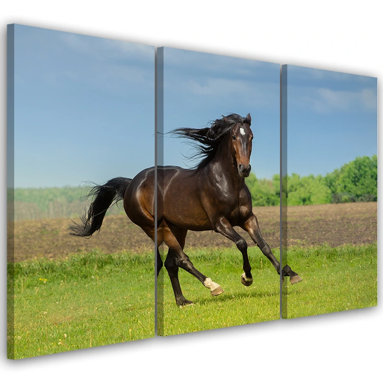 Leinwandbild 3-teilig, Pferdegalopp-Wiese 