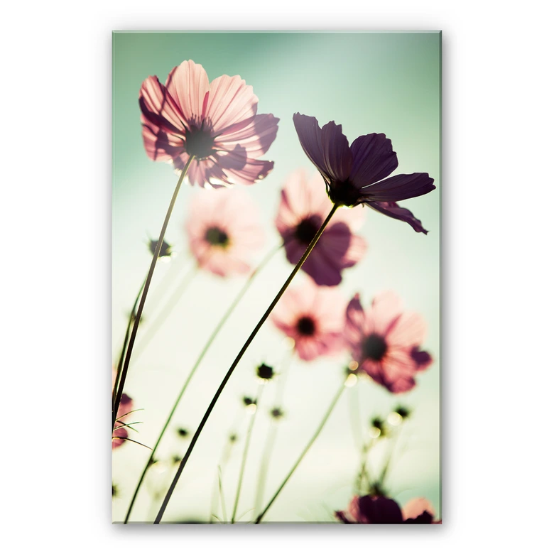 Acrylglasbild Rosa Kosmeen 