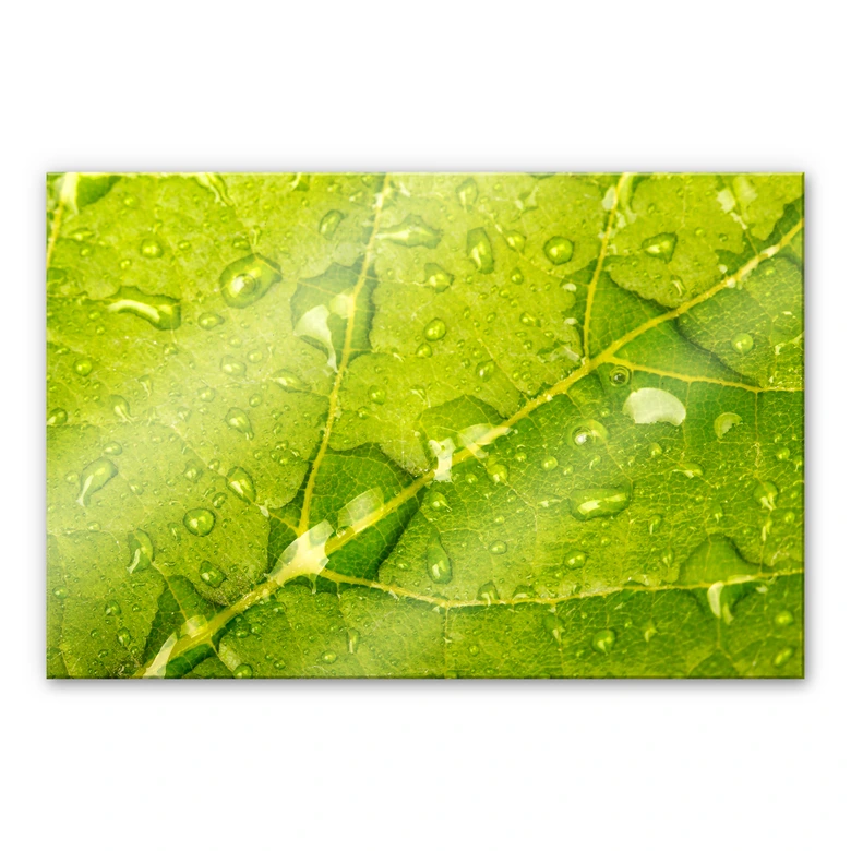 Acrylglasbild Wasserperlen 
