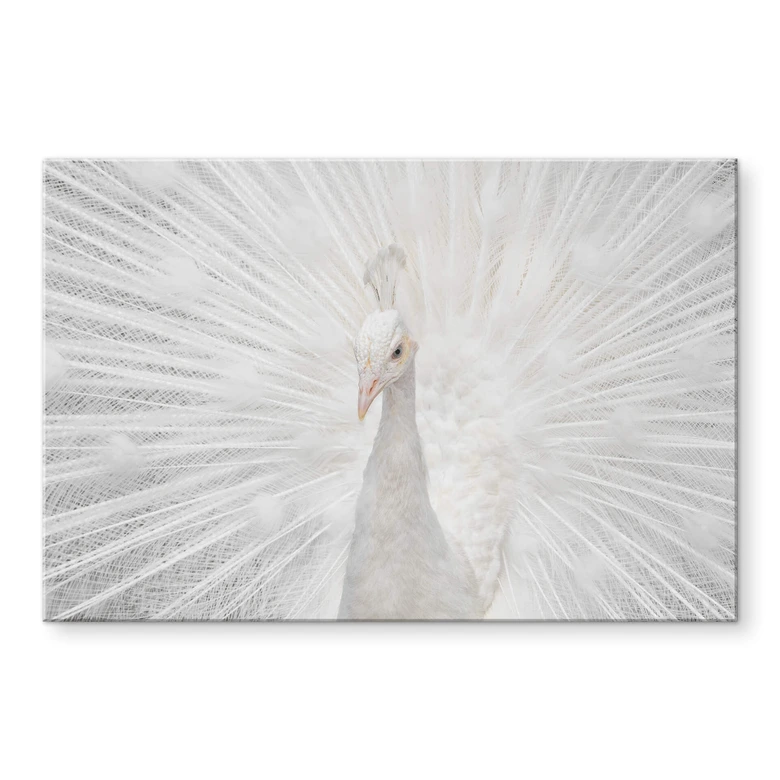 Acrylglasbild Fegari - Weißer Pfau 
