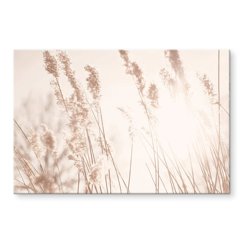 Acrylglasbild Gräser im Sonnenlicht 