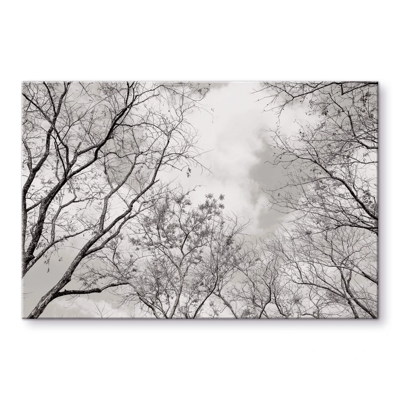 Acrylglasbild Baumkronen im Himmel 