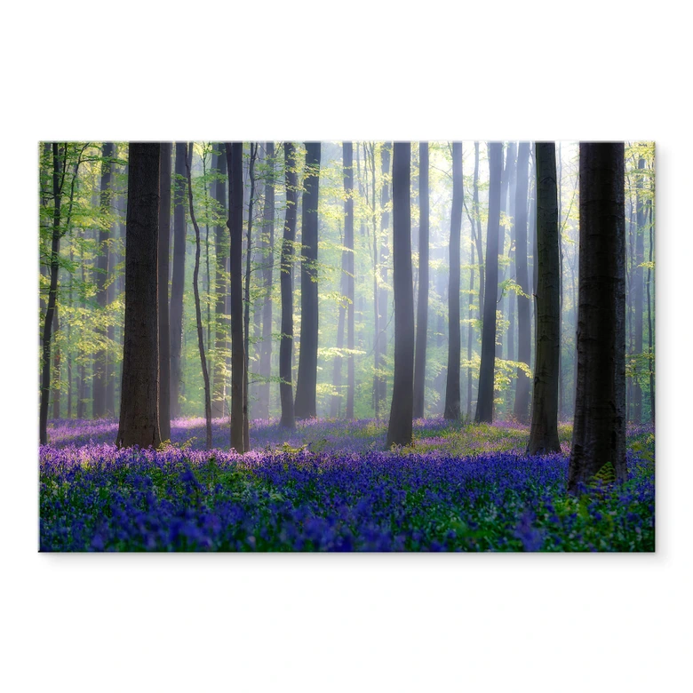 Acrylglas Popan - Hyacinthen 