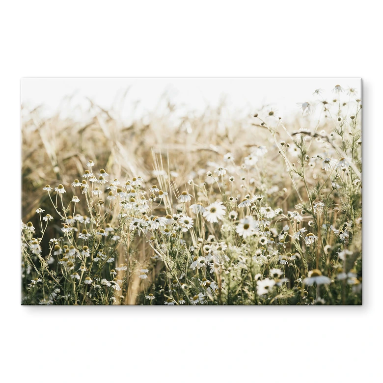 Tableau en verre acrylique Prairie d'été avec camomille - Annie 