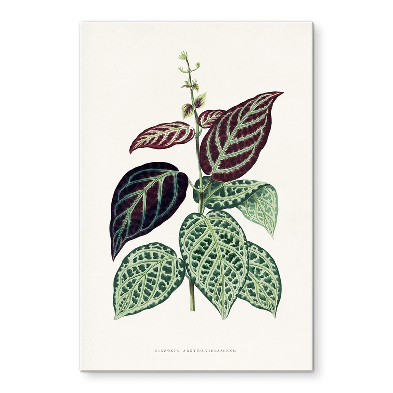 Tableau sur verre acrylique Illustration de feuille - Bignonia Argyro Violascea 