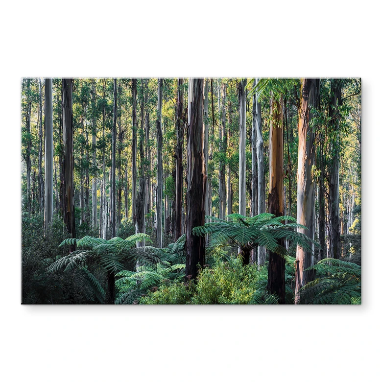 Tableau en verre acrylique Forêt d'eucalyptus dans les Yarra Ranges - Colombo 