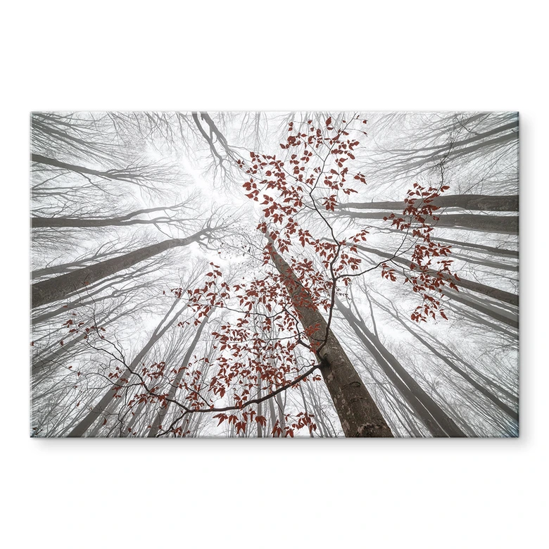 Tableau sur verre acrylique Cimes d'arbres aux feuilles rouges - Coman 