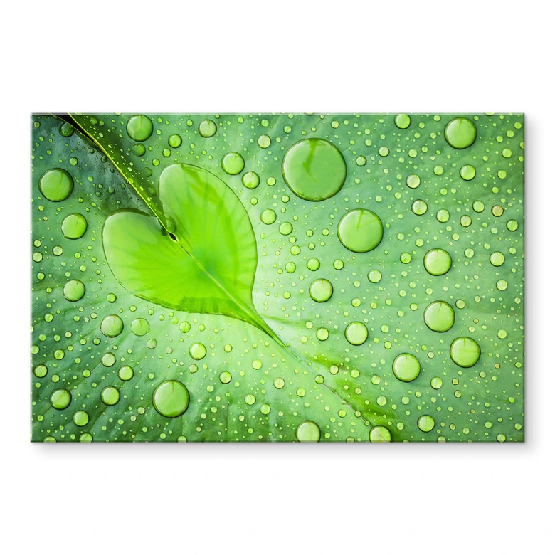 Acrylglasbild Foto - Herz aus Wassertropfen auf grünem Blatt 