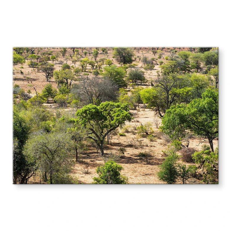 Acrylglasbild Savannenlandschaft in Afrika - Hugonnard 