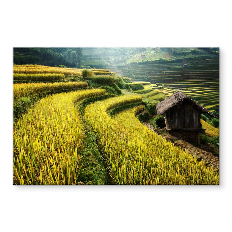 Acrylglasbild Intarob - Reisfelder in Vietnam 