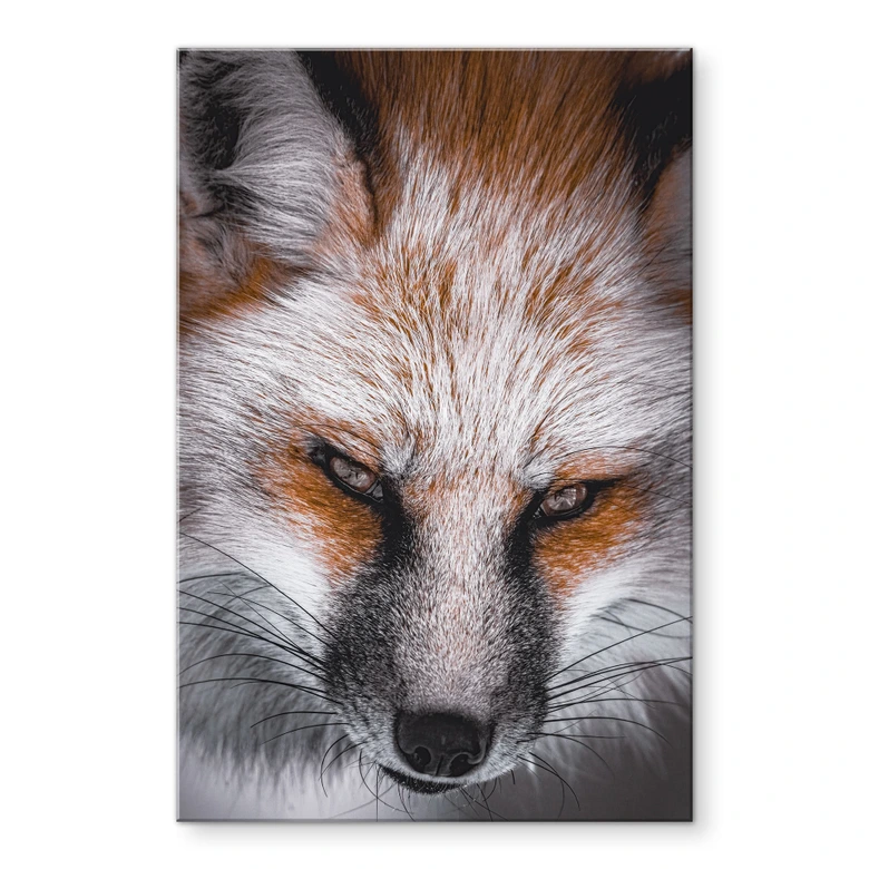 Tableau en verre acrylique Portrait d'animal Renard rouge - Nagi 