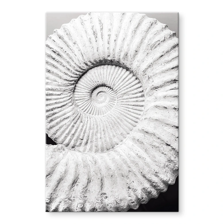 Acrylglas Fossile Muschel - Shot by Clint 