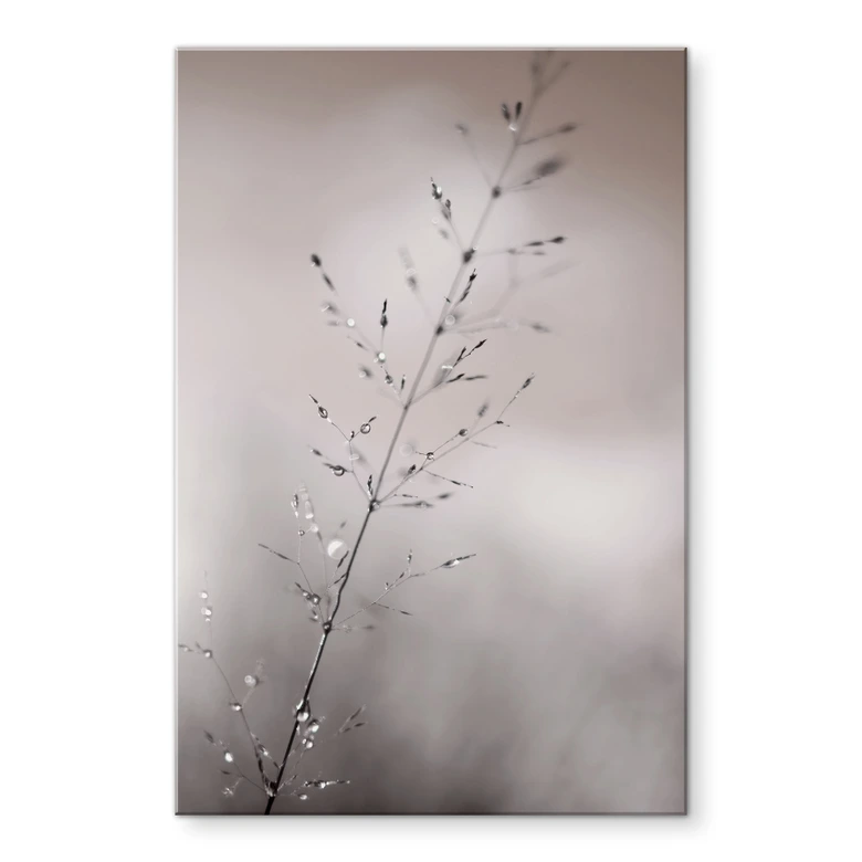 Acrylglasbild Grashalm mit Tautropfen - Sillen 