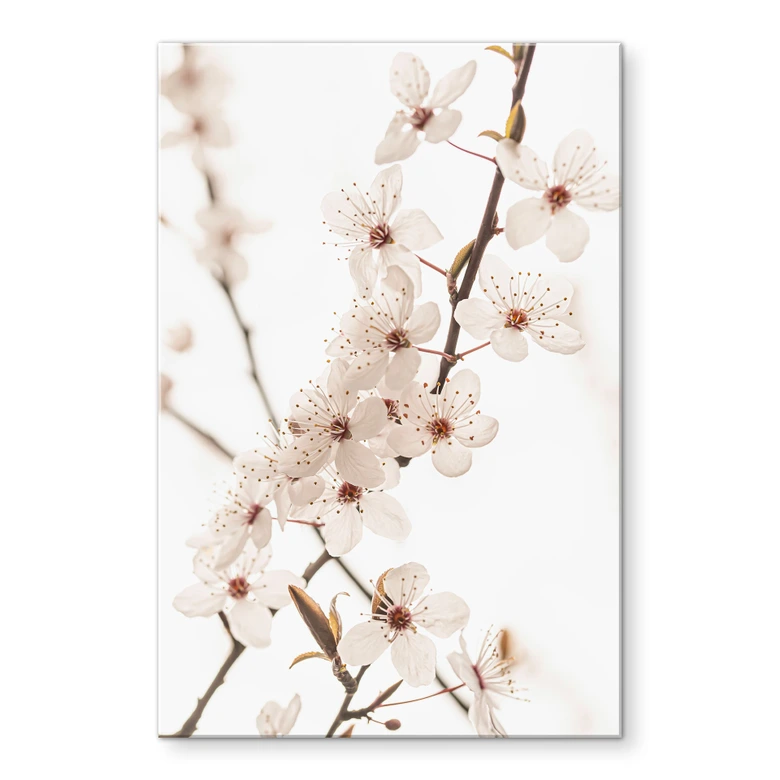 Tableau en verre acrylique Branche avec fleurs de cerisier blanches - Sisi & Seb 