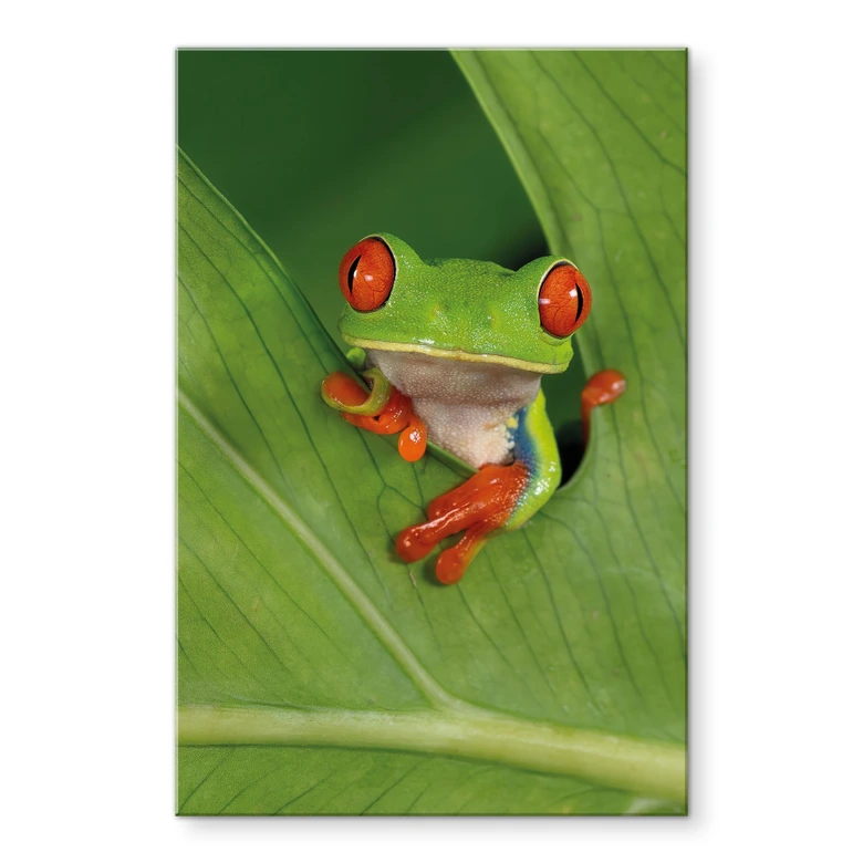 Acrylglasbild Laubfrosch im Regenwald - van Duijn 