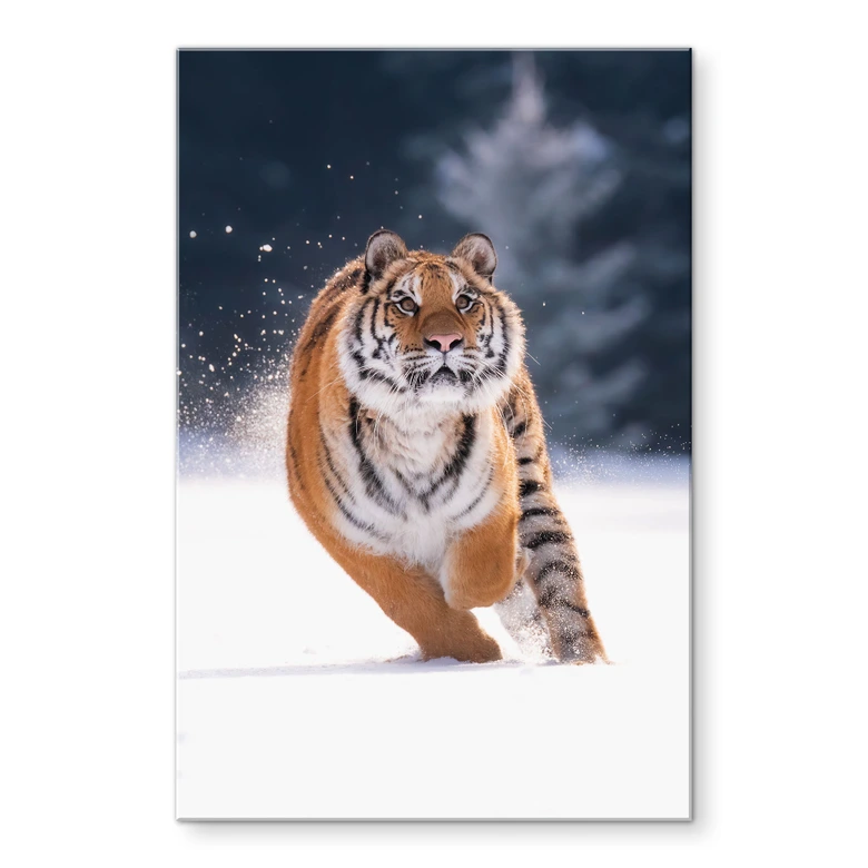 Acrylglasbild Sibirischer Tiger im Schnee - van Duijn 